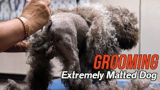 Grooming an EXTREMELY matted dog [upl. by Eimaraj545]