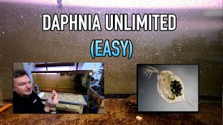 How I Raise Daphnia Water Fleas And You Can Too [upl. by Weisler]