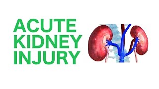 Normal Renal Anatomy [upl. by Guibert]