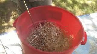 Wheat threshing with a drill [upl. by Tubb]