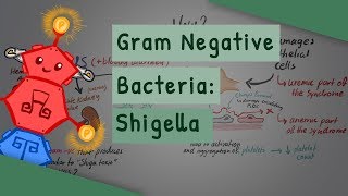 Gram Negative Bacteria Shigella [upl. by Nyladnek]