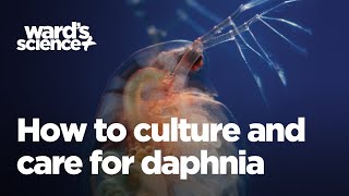 Caring and Culturing for Daphnia [upl. by Neumark]