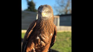 Buzzards vs Kites Whats the difference  Fens Falconry [upl. by Ordnas595]