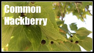 Common Hackberry Celtis occidentalis Overview  Ninja Gardening  Episode 49 [upl. by Holloway62]