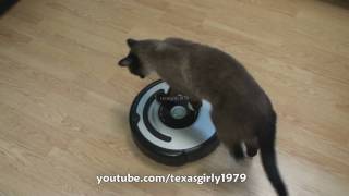 Cat shows HOW TO use iRobot Roomba Vacuum [upl. by Ahseeyt]