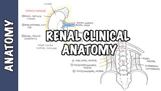 Renal  Filtration Reabsorption and Secretion Overview [upl. by Enyawd881]