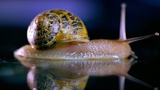 How does a Snail SOUND when Feeding  Earth Science [upl. by Eelyrehc]