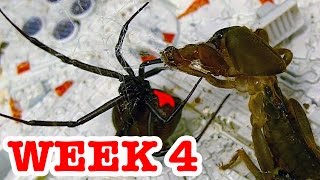 Deadly Spider Vs Devil Bug Week 4 Redback Spiders Educational Video [upl. by Aeriell180]