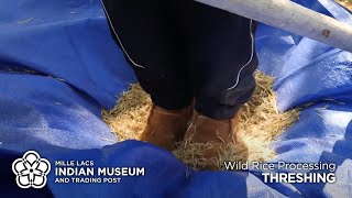 Wild Rice Processing Threshing [upl. by Assile]