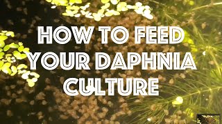 How To Feed Your Daphnia Culture [upl. by Schoening101]