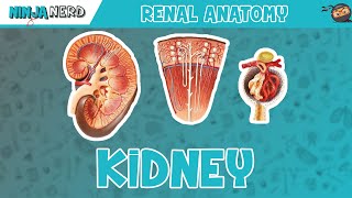 Renal Anatomy 1  Kidney [upl. by Ardnuaet324]