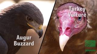 Buzzard vs Vulture Whats the Difference [upl. by Demb666]