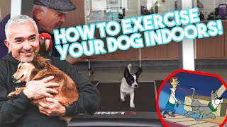 How to Exercise Your Dog Indoors Using a Treadmill [upl. by Kellia775]