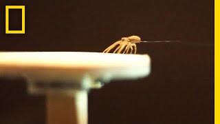 Spiders Spin Balloons to Fly Away  National Geographic [upl. by Delmor]