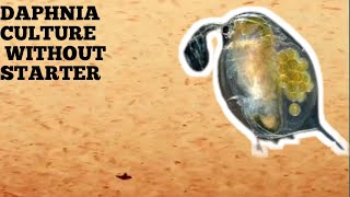 HOW TO CULTURE DAPHNIA NATURALLY WITHOUT A STARTER [upl. by Anirhtak]