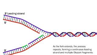 DNA Replication The Process Simplified [upl. by Woodberry]