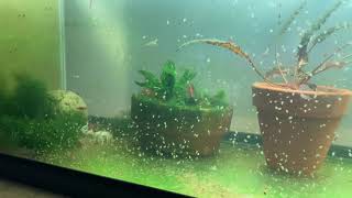 Daphnia Culturing Snails or no snails [upl. by Amsa949]