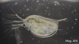 Daphnia magna under the Microscope [upl. by Ahon]