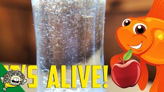 How to culture Vinegar Eels The EASY Way Live Fish Food [upl. by Aimar237]