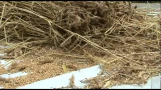 Threshing Wheat with a Flail 2010 [upl. by Bush]