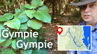 Gympie Gympie clip [upl. by Lind]