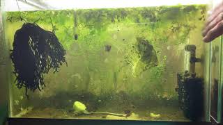 Scuds Daphnia Cherry Shrimp Copepods My aquatic food culture [upl. by Godart494]