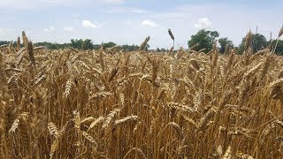 processing wheat into flour [upl. by Lattie]