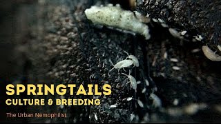 Springtails culture and breeding for terrariums and vivariums [upl. by Kal]