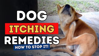 Top 3 Remedies To Stop Dog Itching Fast [upl. by Eiruam80]