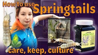 Springtails How to keep care and culture [upl. by Shelby]