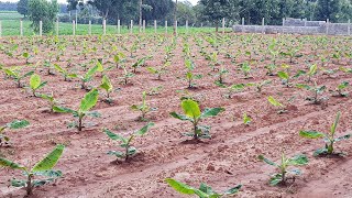 BANANA FARMING Using RAINWATER  Banana Sapling sowing  Farming videos  Part 1 [upl. by Frayda950]