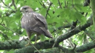 BUZZARD CALLING  Young amp Adults Mewing Call  Buteo buteo [upl. by Libys]