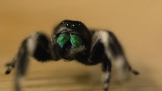 Spider hunts fly  Spider House  BBC [upl. by Dorn]