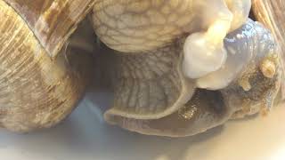 Snail couple mating beautifull view close up macro [upl. by Lippold450]