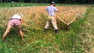 Harvesting wheat by hand [upl. by Sik]