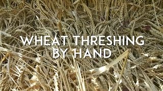 Wheat Threshing and Winnowing by Hand [upl. by Andree]