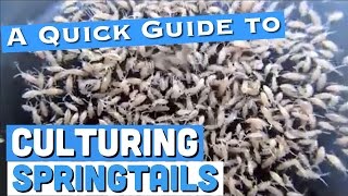 Culturing Springtails A Quick Guide [upl. by Drue]