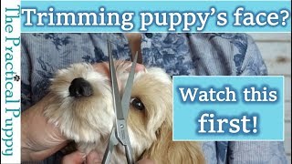 How to Trim Around a LongHaired Dogs Eyes Labradoodle Grooming [upl. by Grous]