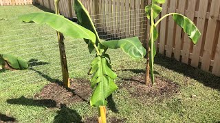 How to Fertilize Banana Trees [upl. by Etak]