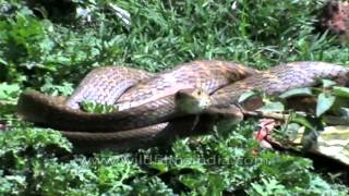 Rare view of Snakes mating in Jharkhand India [upl. by Ahsert]