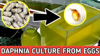 HOW TO HATCH DAPHNIA EGGS  HOW TO CULTURE DAPHNIA [upl. by Tigram]