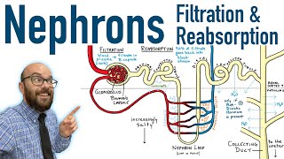 Renal System 2 Kidneys [upl. by Pebrook253]