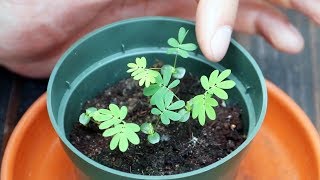 Mimosa Pudica Shy Plant Moves When You Touch It  Full Grow Guide [upl. by Serdna]