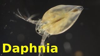 Daphnia [upl. by Lahcsap]