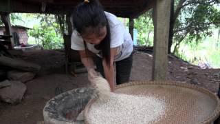 Traditional Ways  Threshing Rice [upl. by Epilif]