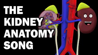 KIDNEY ANATOMY SONG [upl. by Elam]