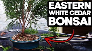 How to Bonsai an Eastern White Cedar🌲Thuja Occidentalis [upl. by Coney]