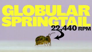 Globular springtails jump and spin faster than any animal on earth [upl. by Nosnek]