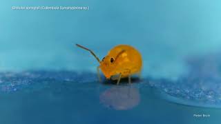 Globular Springtail [upl. by Hansen376]