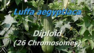 Pollination Methods Cucurbits [upl. by Nivaj]